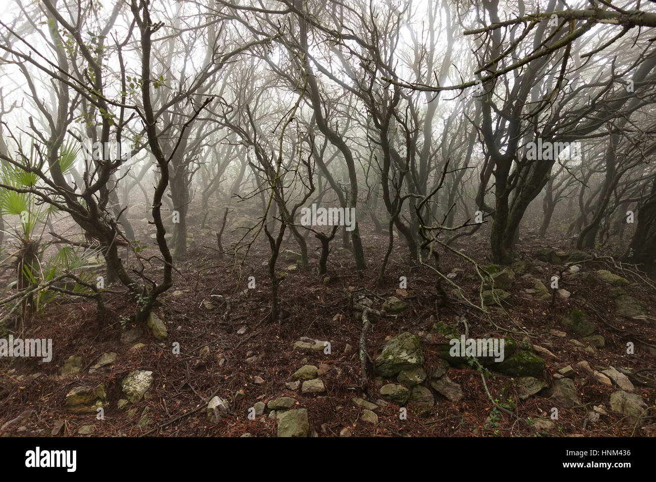 Dunklen dichten Busch Wald bedeckt im Nebel, Mijas, Spanien Stockfoto