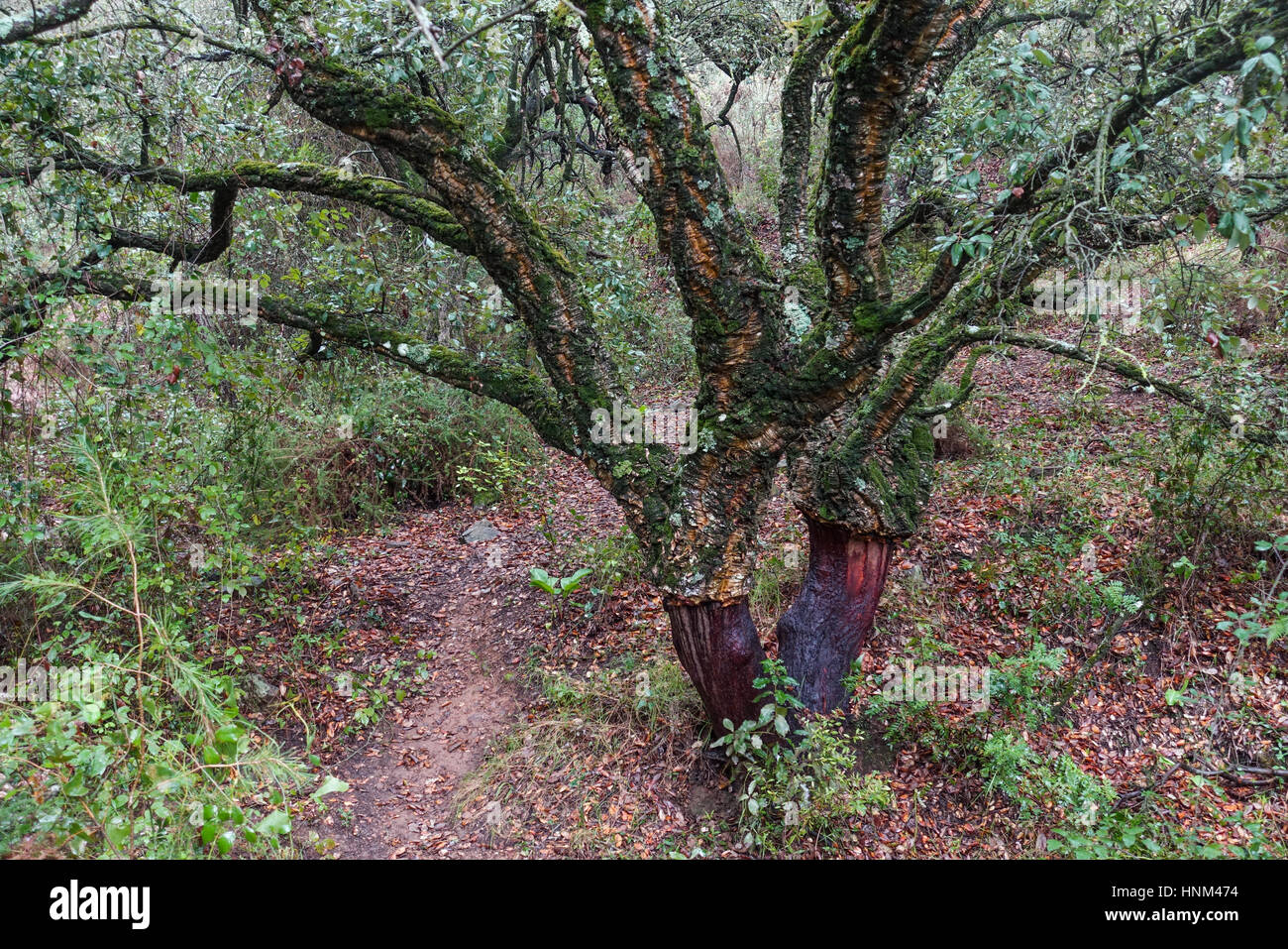 Dichten Korkeichen im Wald in Andalusien, Spanien. Stockfoto