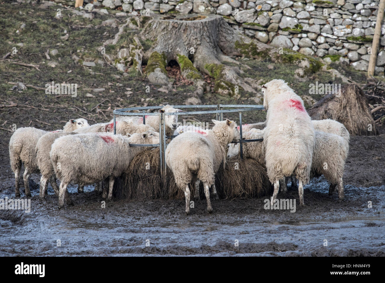 Mutterschafe (weibliche Schafe) bei Rundballen Futterhäuschen im Winter, Aysgarth, North Yorkshire Stockfoto