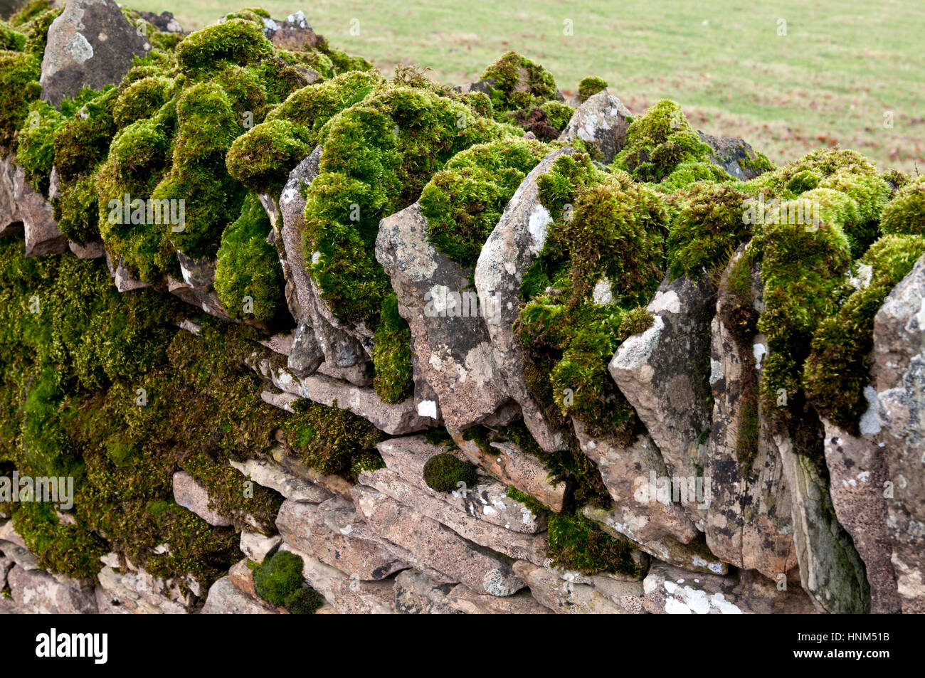 Cotswold Trockenmauer mit Moos, Gloucestershire, England, UK Stockfoto