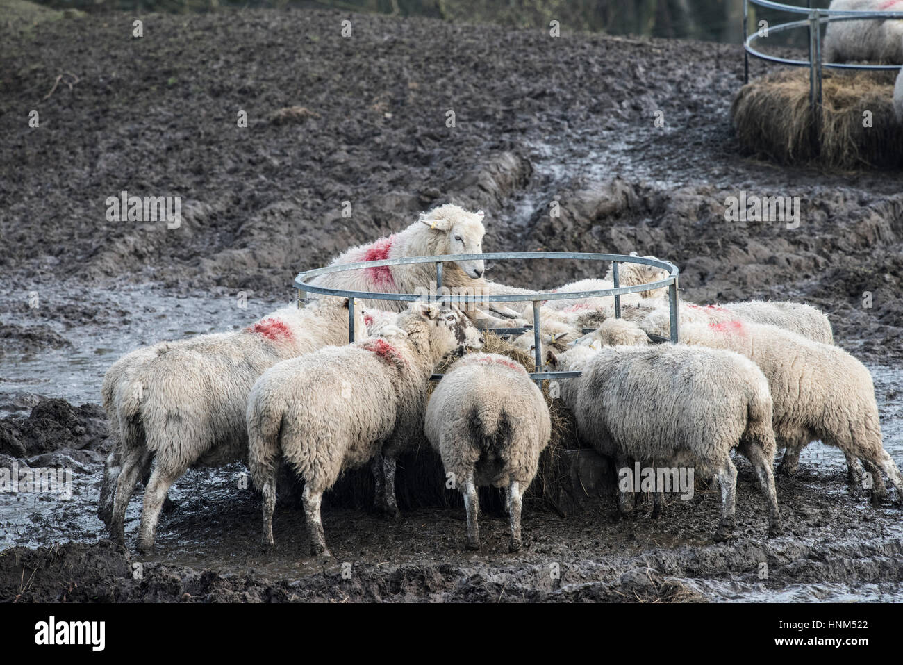 Mutterschafe (weibliche Schafe) ernähren sich von Silage aus einem Rundballen Futterhäuschen im Winter, Aysgarth, North Yorkshire Stockfoto