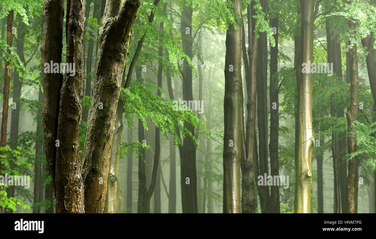 Laubbäume Baum im Vordergrund des Waldes in anständiges Licht und Nebel Stockfoto