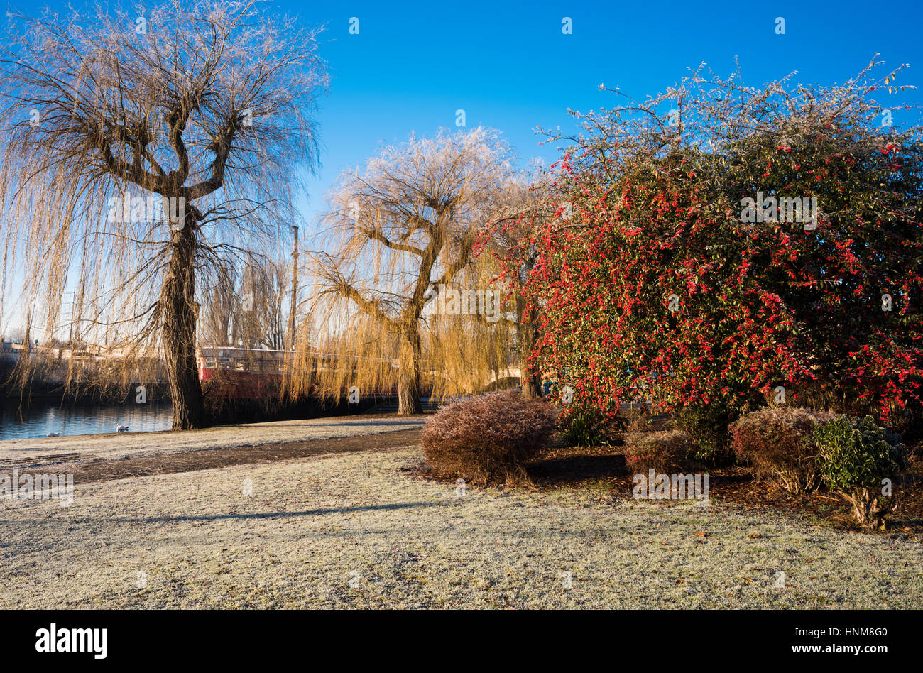 Frostigen Wintermorgen neben dem Fluss Nene in zentralen Peterborough, Cambridgeshire, England, UK Stockfoto