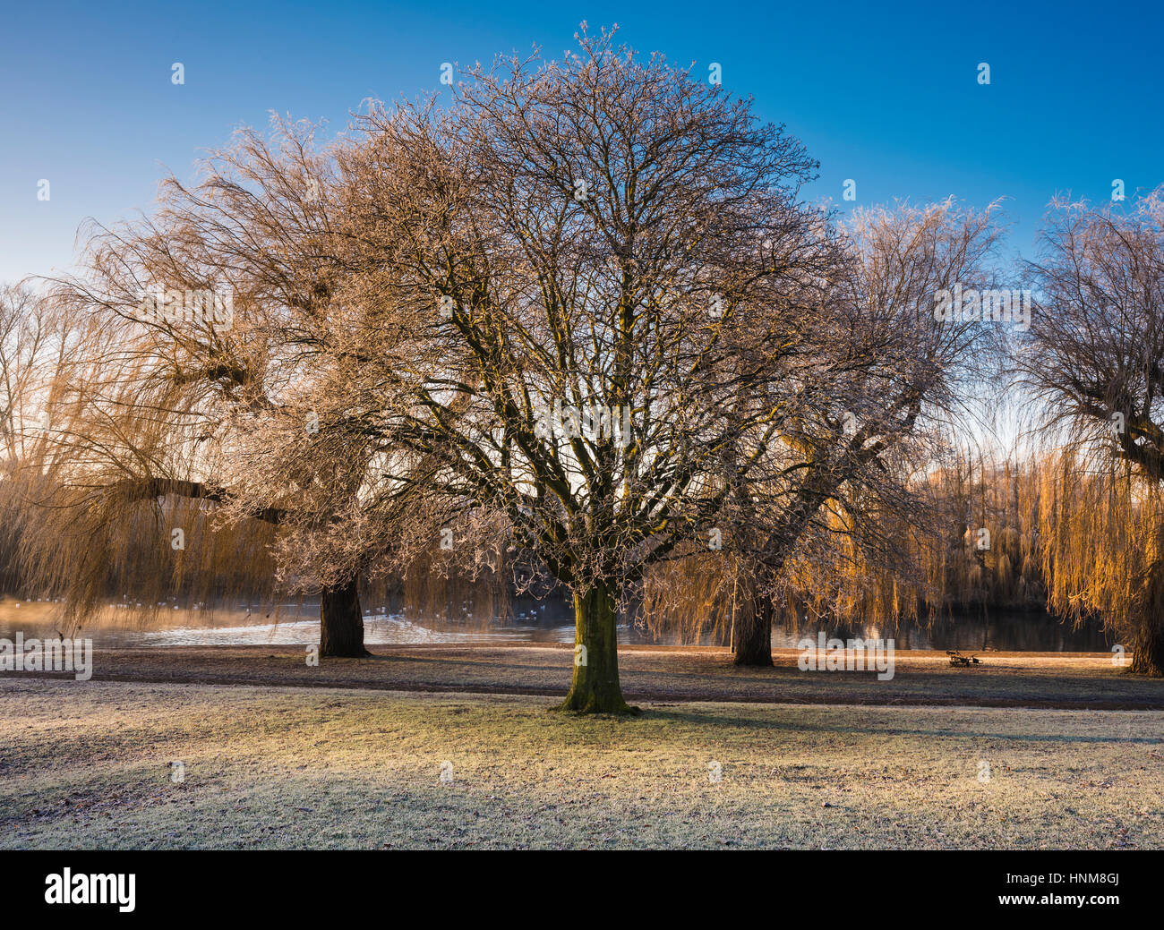 Frostigen Wintermorgen neben dem Fluss Nene in zentralen Peterborough, Cambridgeshire, England, UK Stockfoto