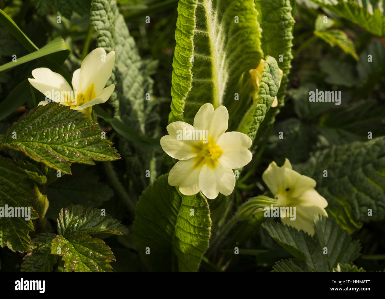 Primula Vulgaris (gemeinsame wilde Primel) Blüte Anfang Mai Stockfoto