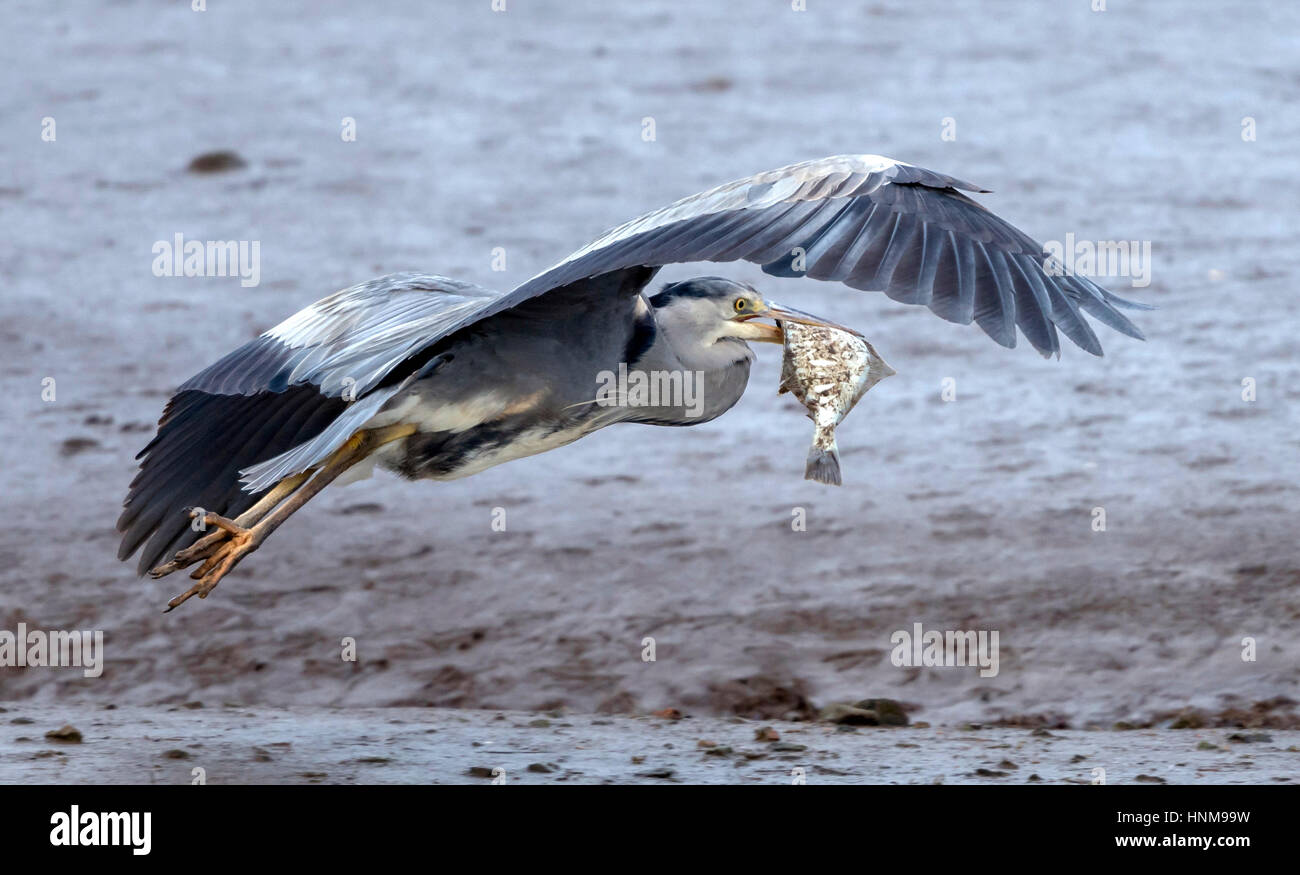 Graureiher Fütterung auf einen Fisch, der er von Rabenkrähen Stahl Stockfoto