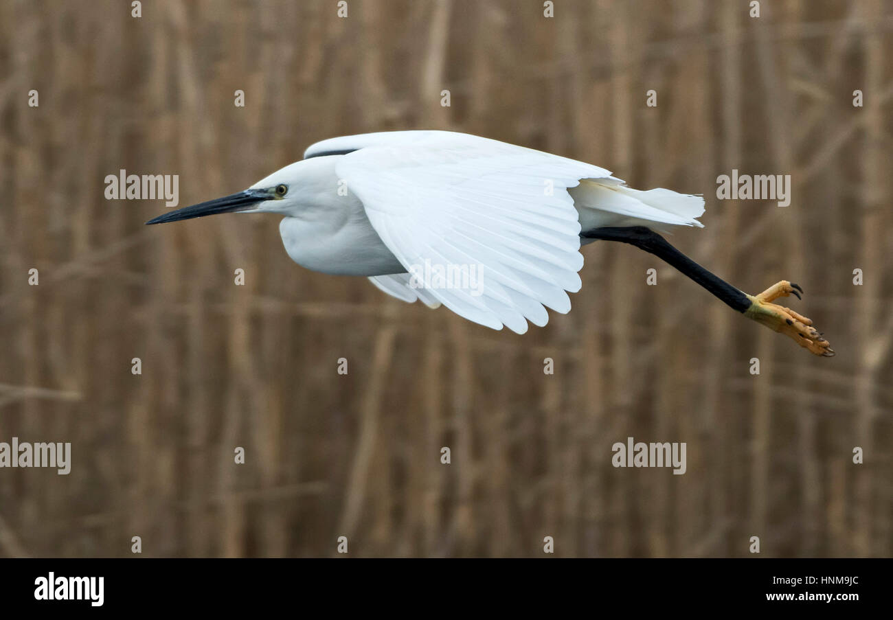 Seidenreiher Stockfoto