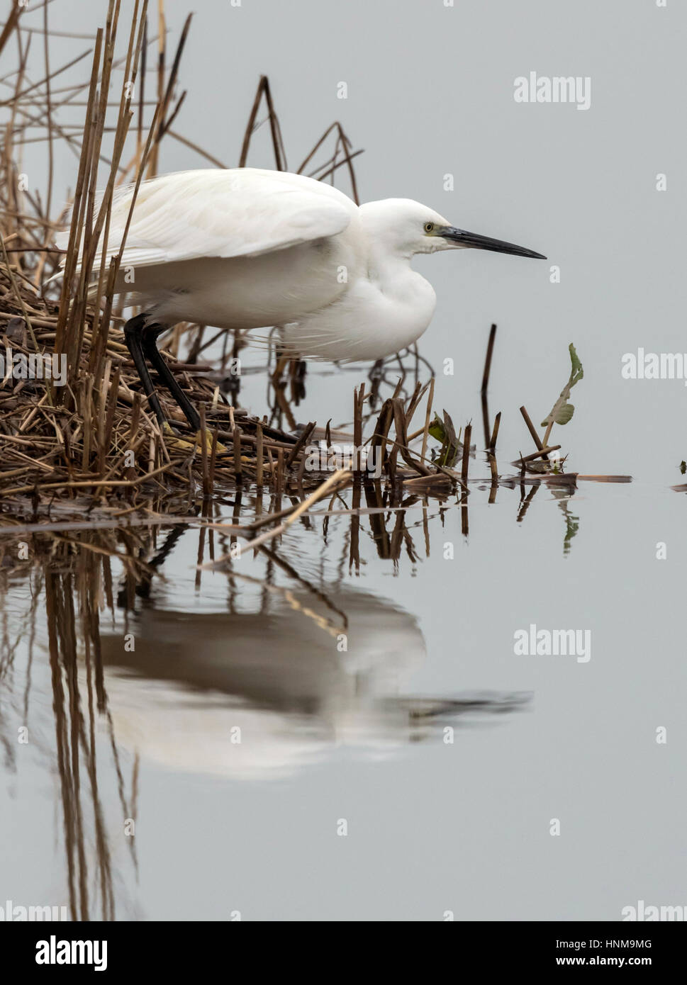 Seidenreiher Stockfoto