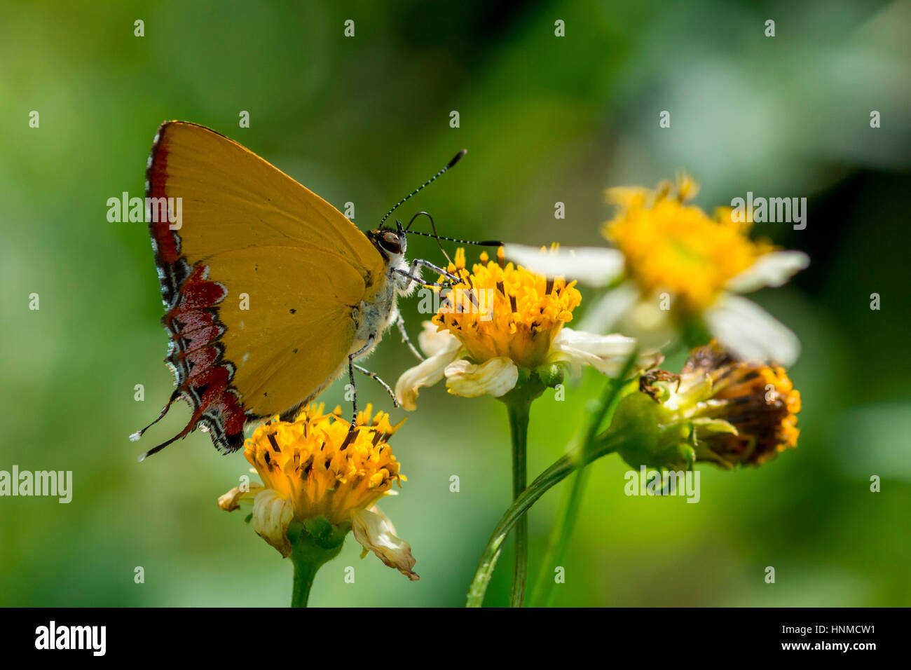 Gelben Schmetterling auf weißem Jasmin Blume auf der Wiese. Stockfoto