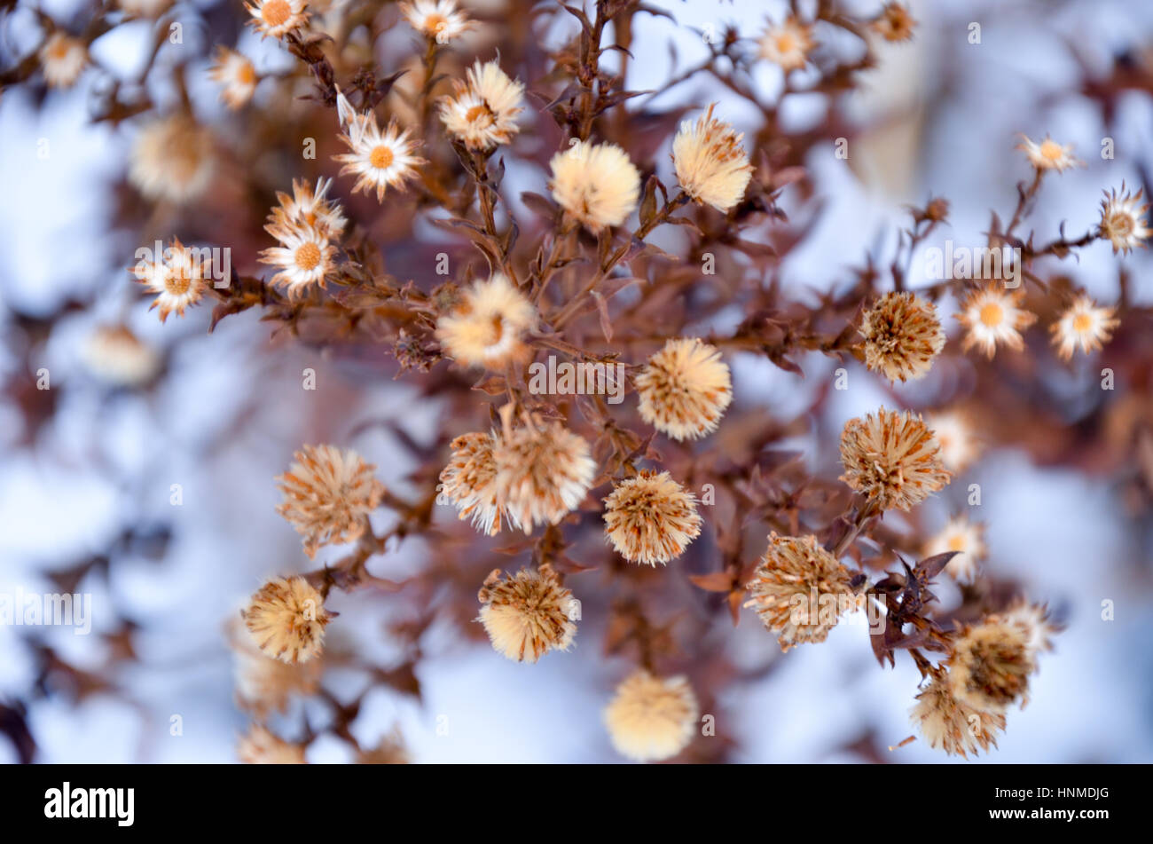 Getrocknete Blumen im Hintergrund der Schnee im winter Stockfoto