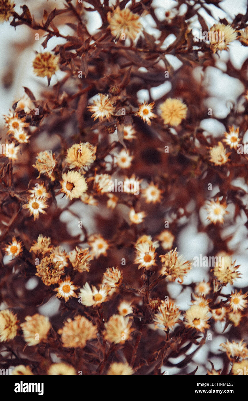 Getrocknete Blumen im Hintergrund der Schnee im winter Stockfoto