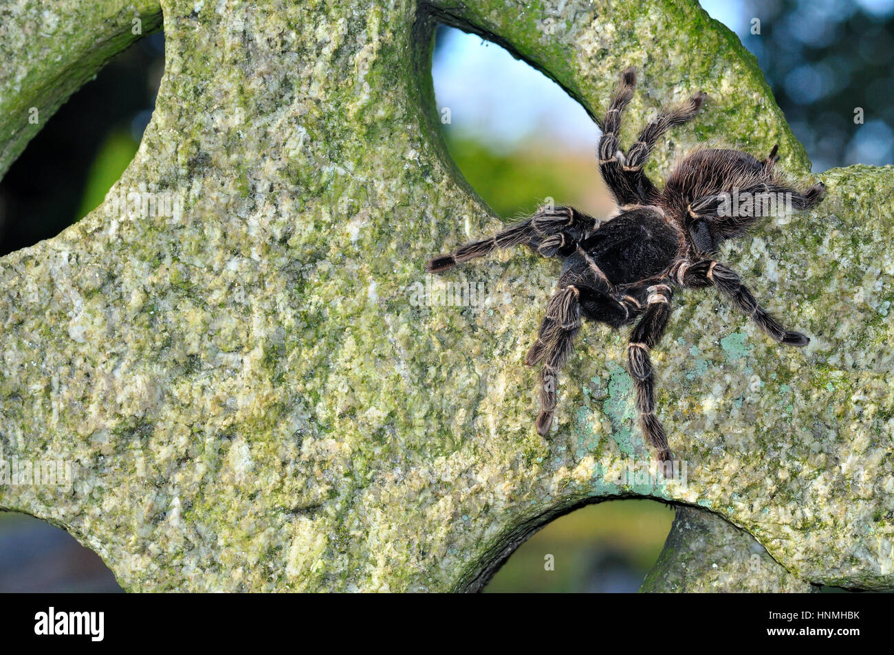 Brasilianische Lachs - rosa Vogel Essen Spider (Lasiodora Parahybana) ruht auf einem Grabstein Stockfoto