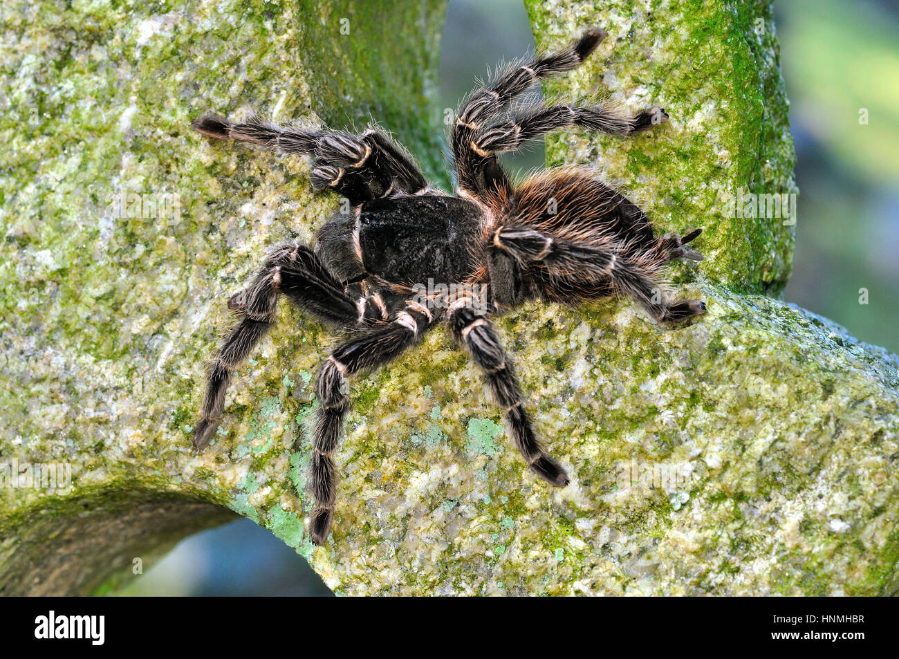 Brasilianische Lachs - rosa Vogel Essen Spider (Lasiodora Parahybana) ruht auf einem Grabstein Stockfoto