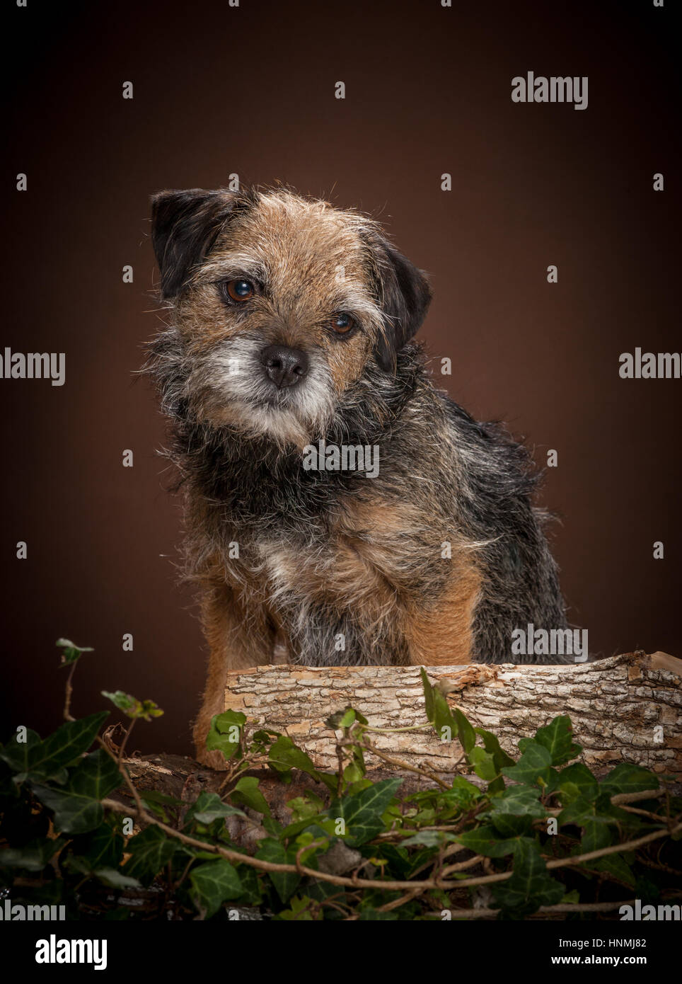 Studio-Portraits der Border Terrier Stockfoto