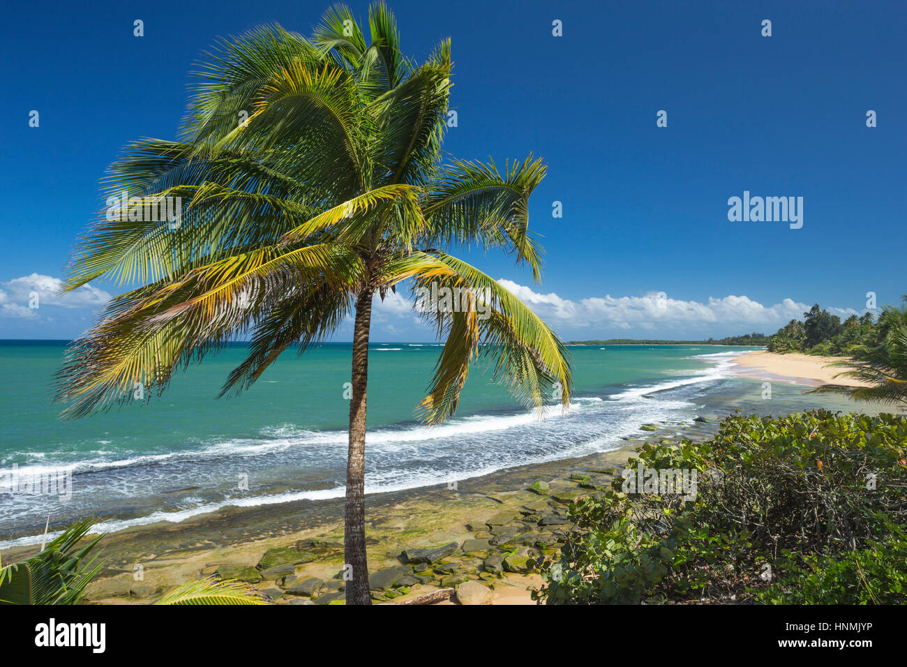 PALM TREE STRAND PLAYA PINONES LOIZA PUERTO RICO Stockfoto