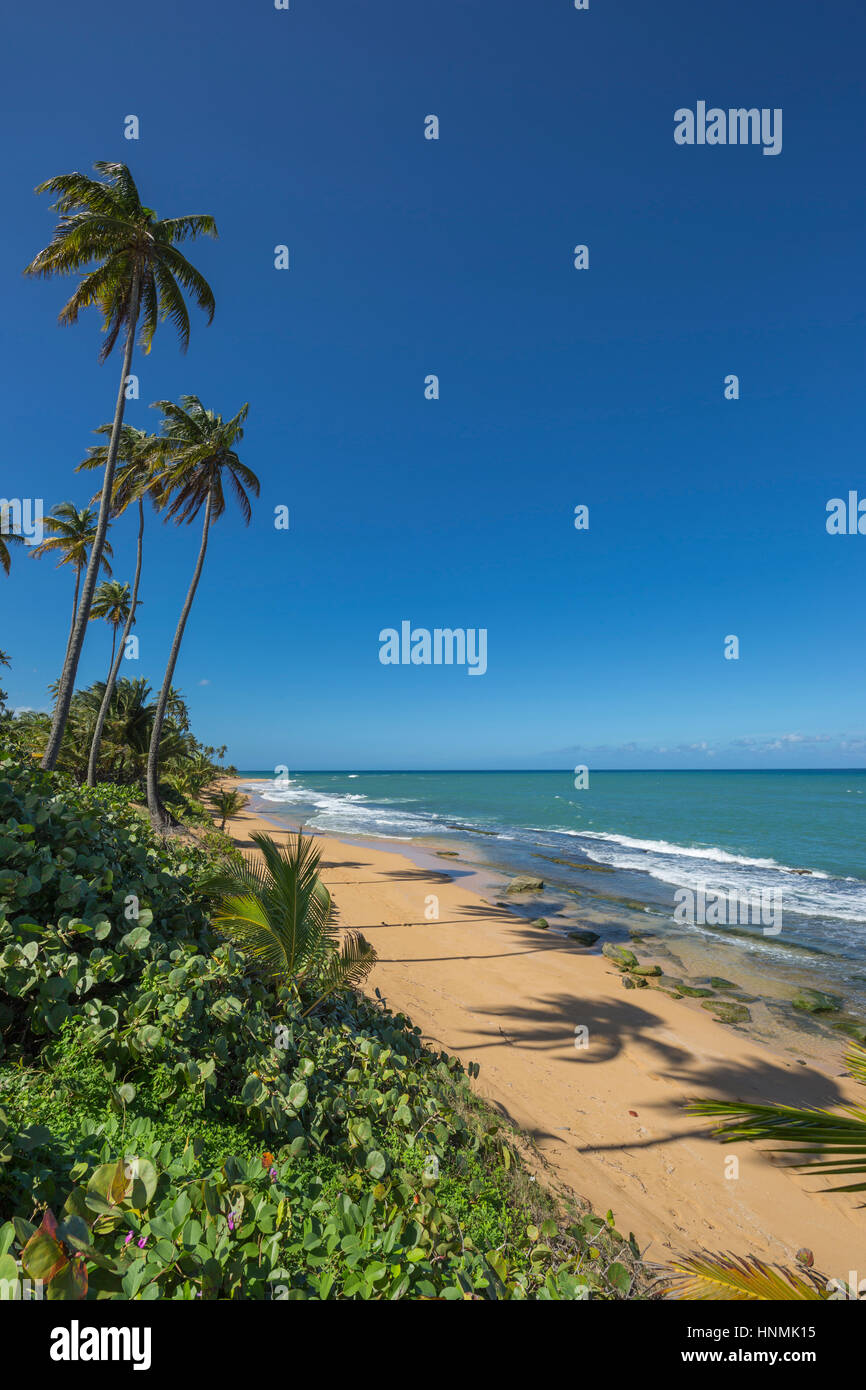 HOHE BÄUME PLAYA PINONES PALMENSTRAND LOIZA PUERTO RICO Stockfoto