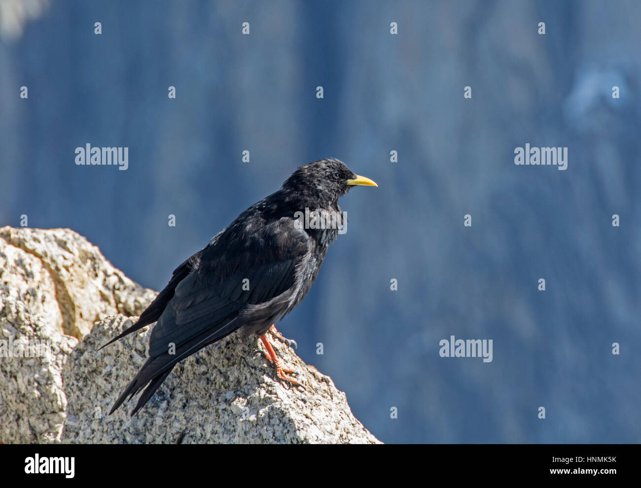 Alpine Alpenkrähe: Pyrrhocorax Graculus. Mt. Blanc, Frankreich. Stockfoto Alpine Alpenkrähe: Pyrrhocorax Graculus. Mt. Blanc, Frankreich. Stockfoto