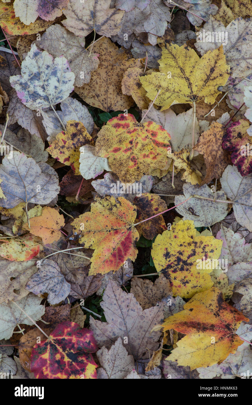 Ahorn-Blätter (Acer spp.) im Herbst. Stockfoto