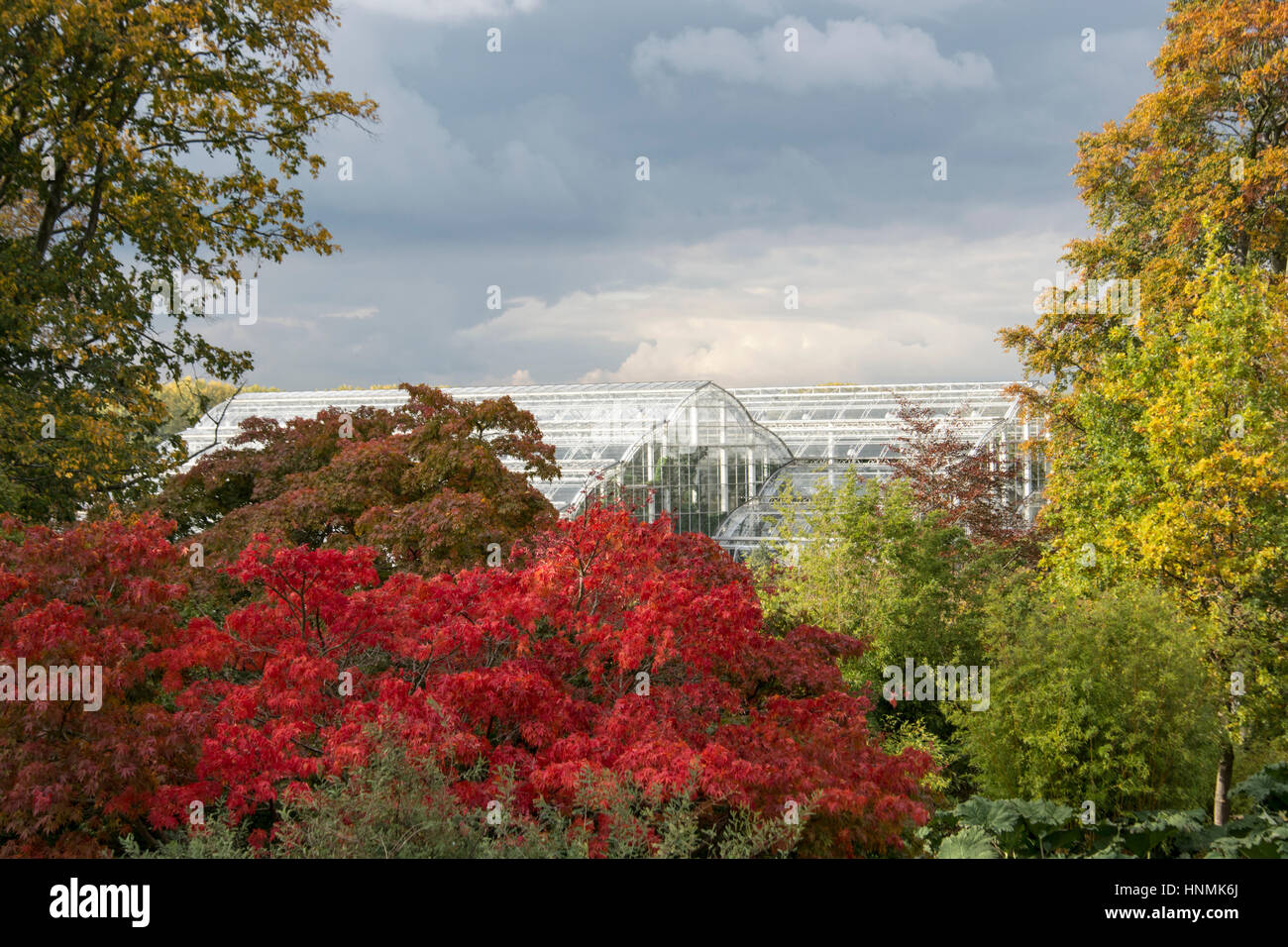 Gewächshaus im RHS Garden Wisley, Surrey, UK. im Herbst Stockfoto