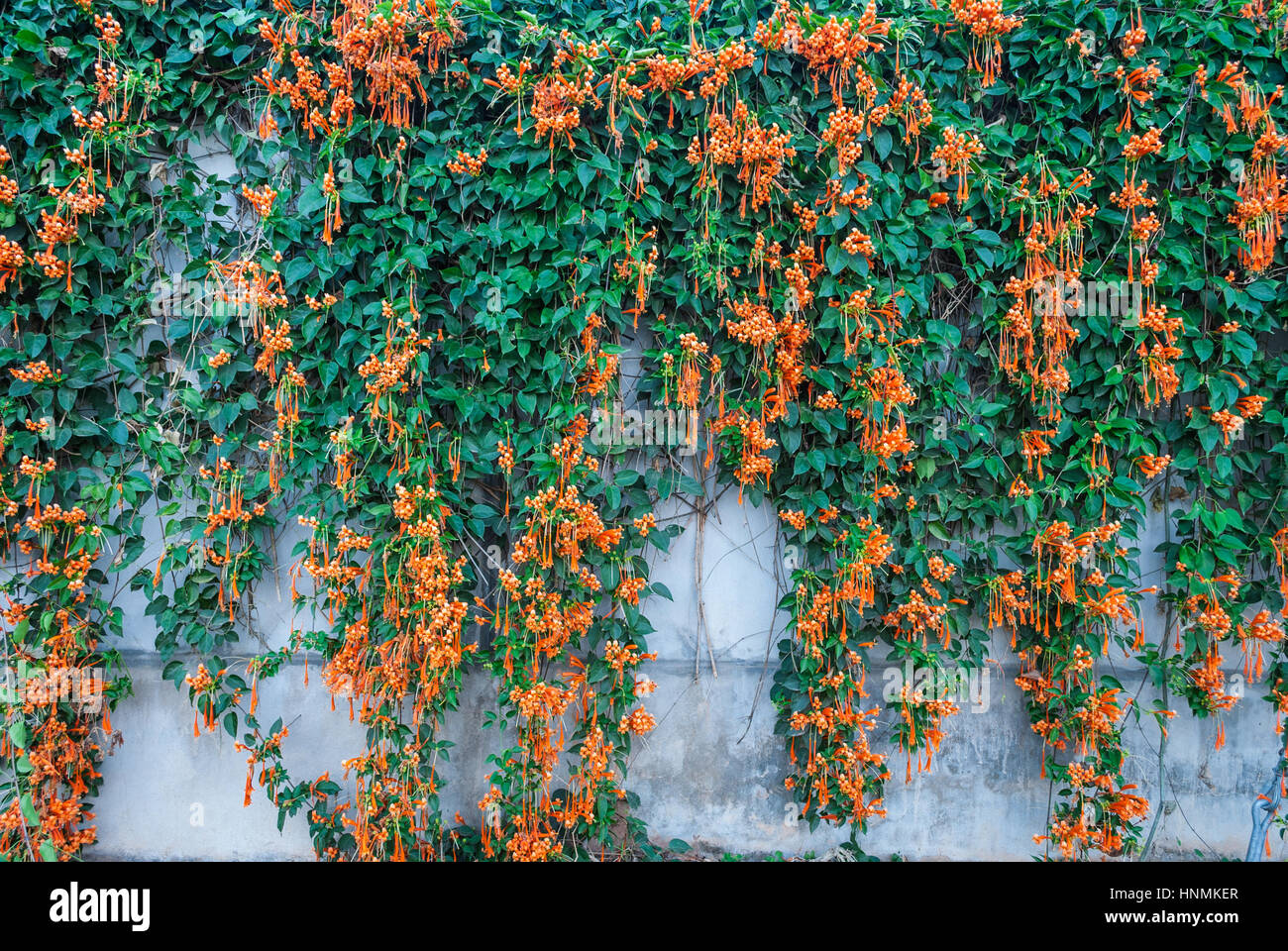 Closeup frische Pyrostegia Venusta / Orange Trompete / Flamme Blume / Firecracker Vine Hintergrund Stockfoto