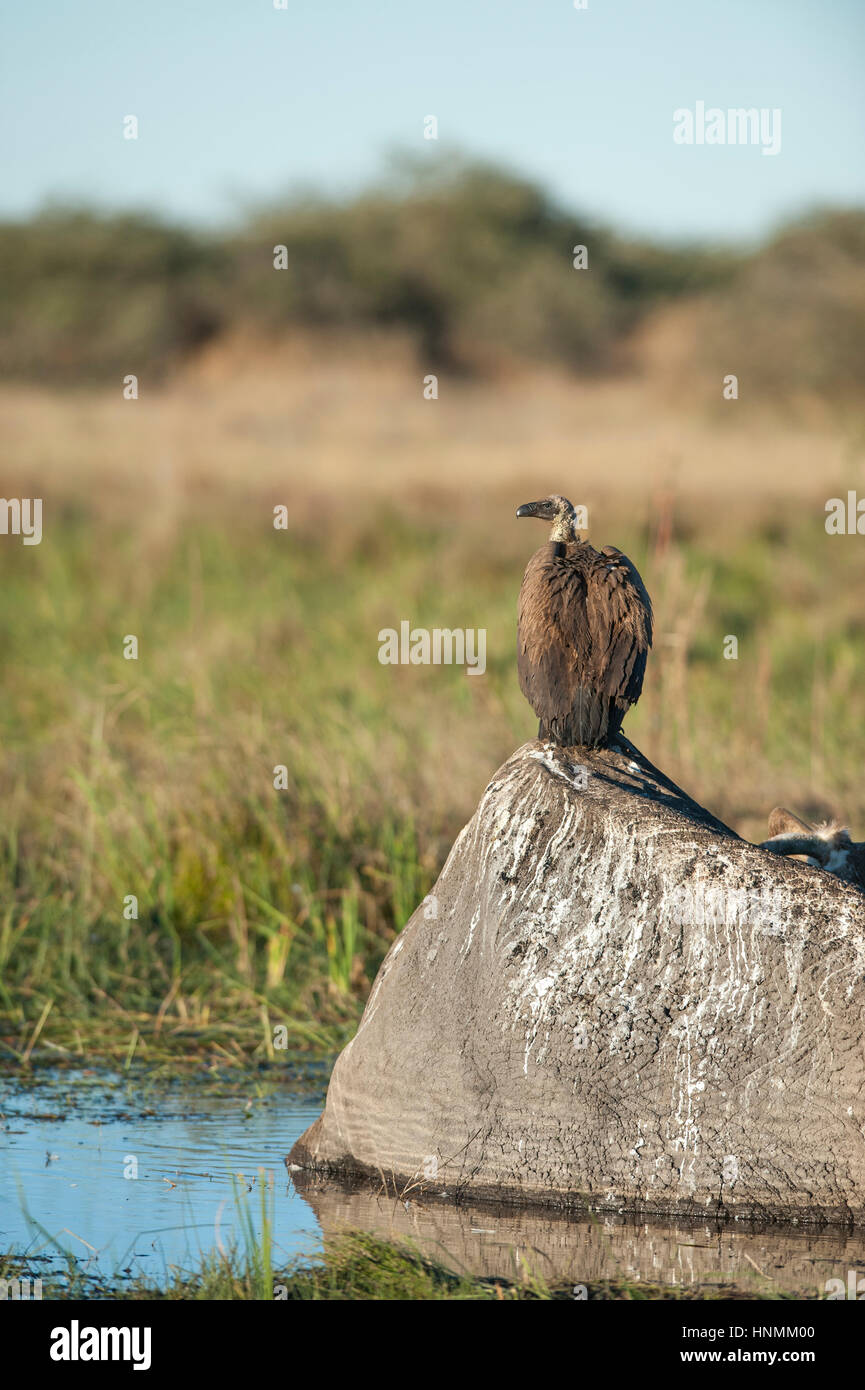 Weiß gesichert Geier auf Toten Elefanten in Botswana Chobe-Nationalpark Stockfoto