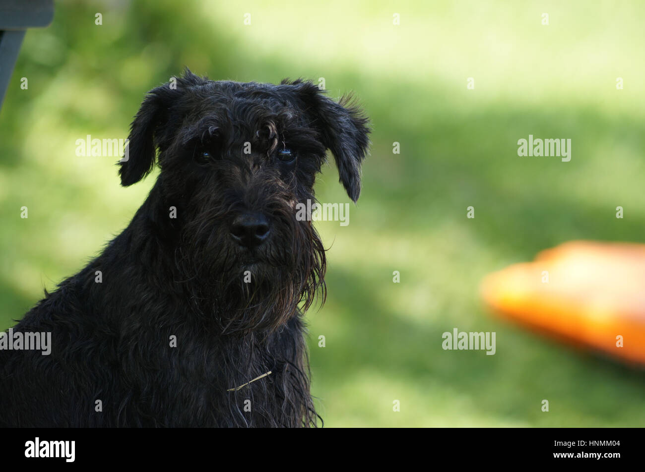 Schöner Hund Stockfoto