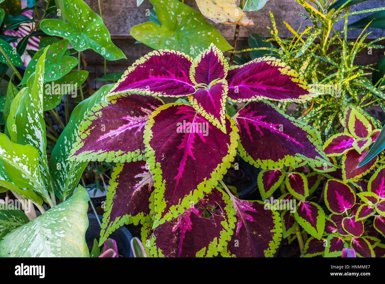 Lila Brennessel Pflanze im Garten Hintergrund gemalt Stockfotografie - Alamy