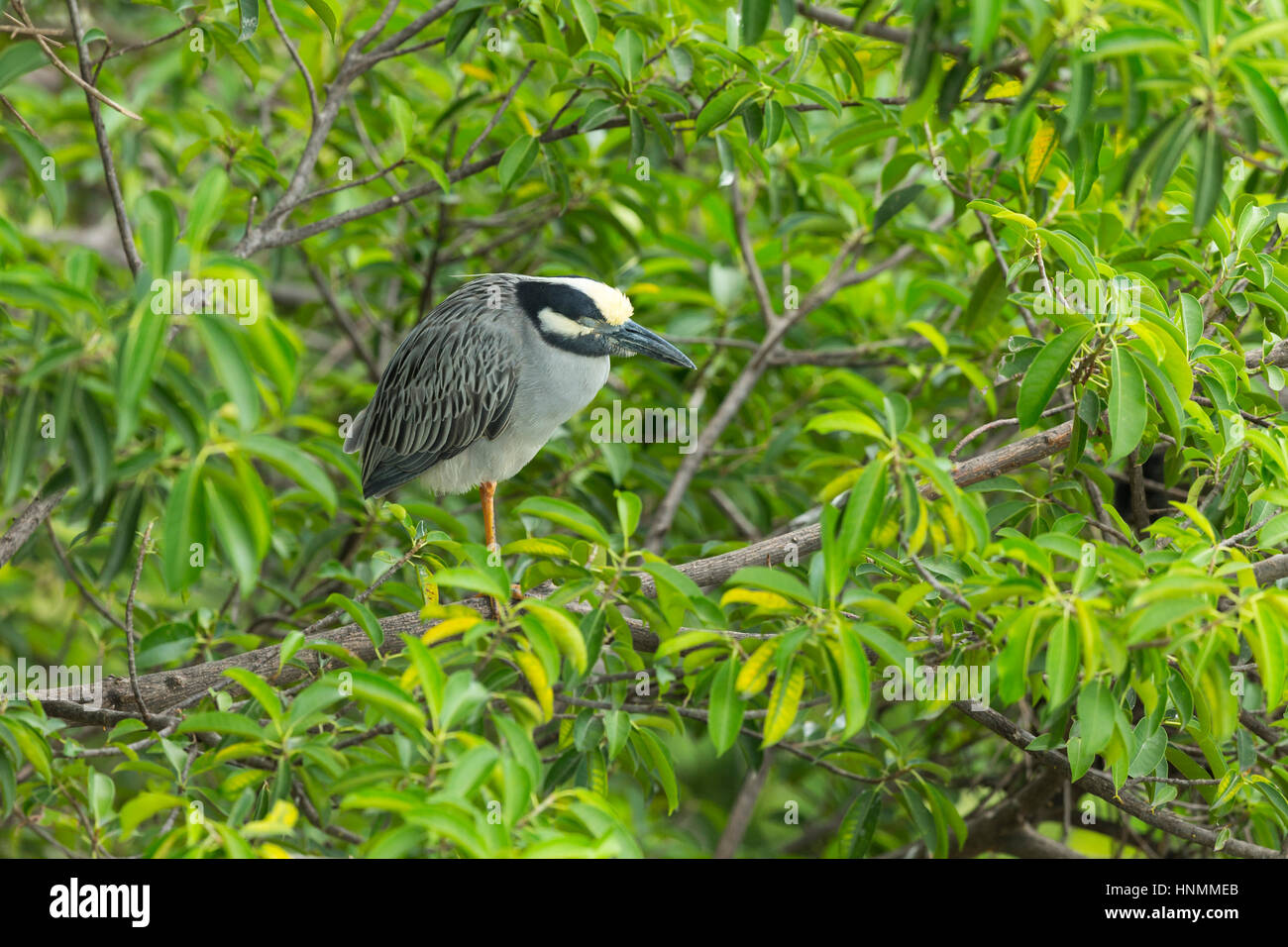 Gelb-gekrönter Nachtreiher Nyctanassa Violacea, Erwachsene, Schlafplatz in Baumkronen, Guayaquil, Ecuador im April. Stockfoto