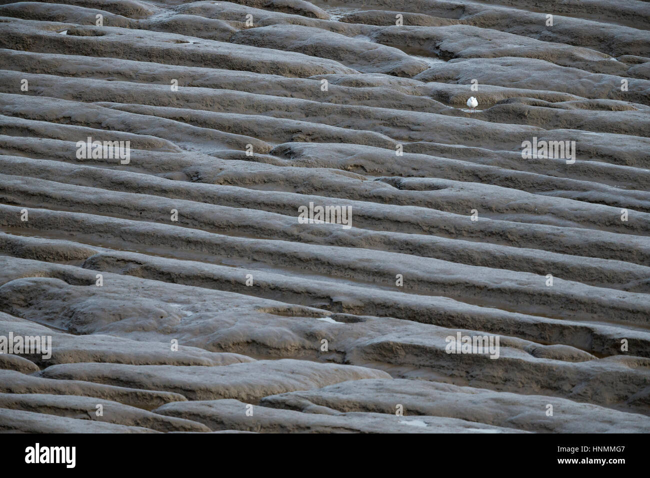 Lachmöwe Chroicephalus Ridibundus, Futtersuche entlang Wattenmeer, Sand Bay, Somerset, Großbritannien im Oktober. Stockfoto