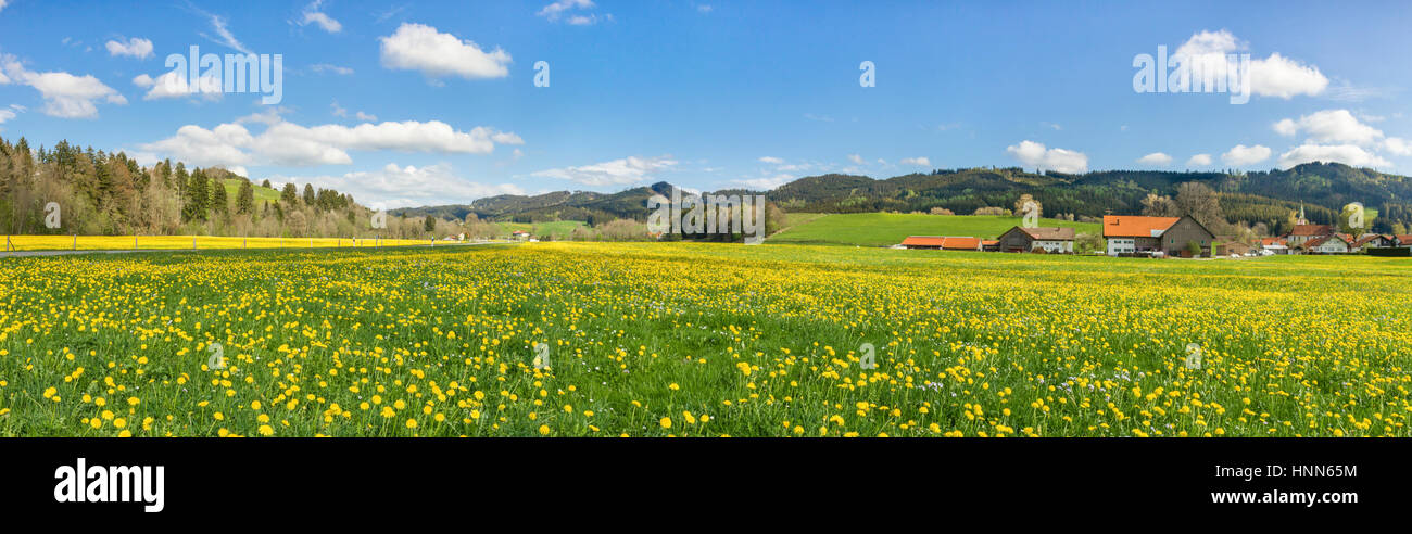 Schöne gelbe Blumenwiese mit einigen Häusern und Scheunen. Stockfoto