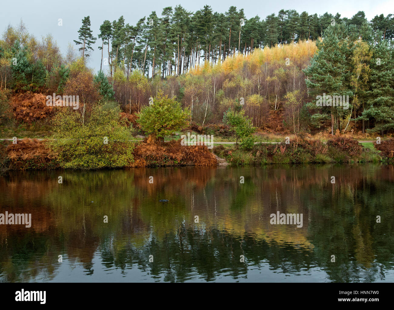 Herbstliche Farben und Tönungen reflektieren in Fair Oak Becken Cannock Chase ein Bereich der hervorragenden natürlichen Schönheit Staffordshire England Stockfoto