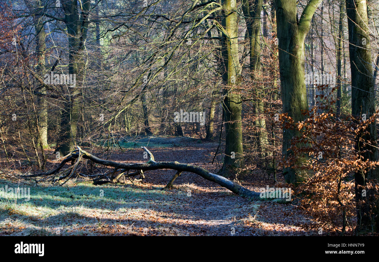 Laubwald im Winter auf Cannock Chase Area of Outstanding Natural Beauty im winter Stockfoto