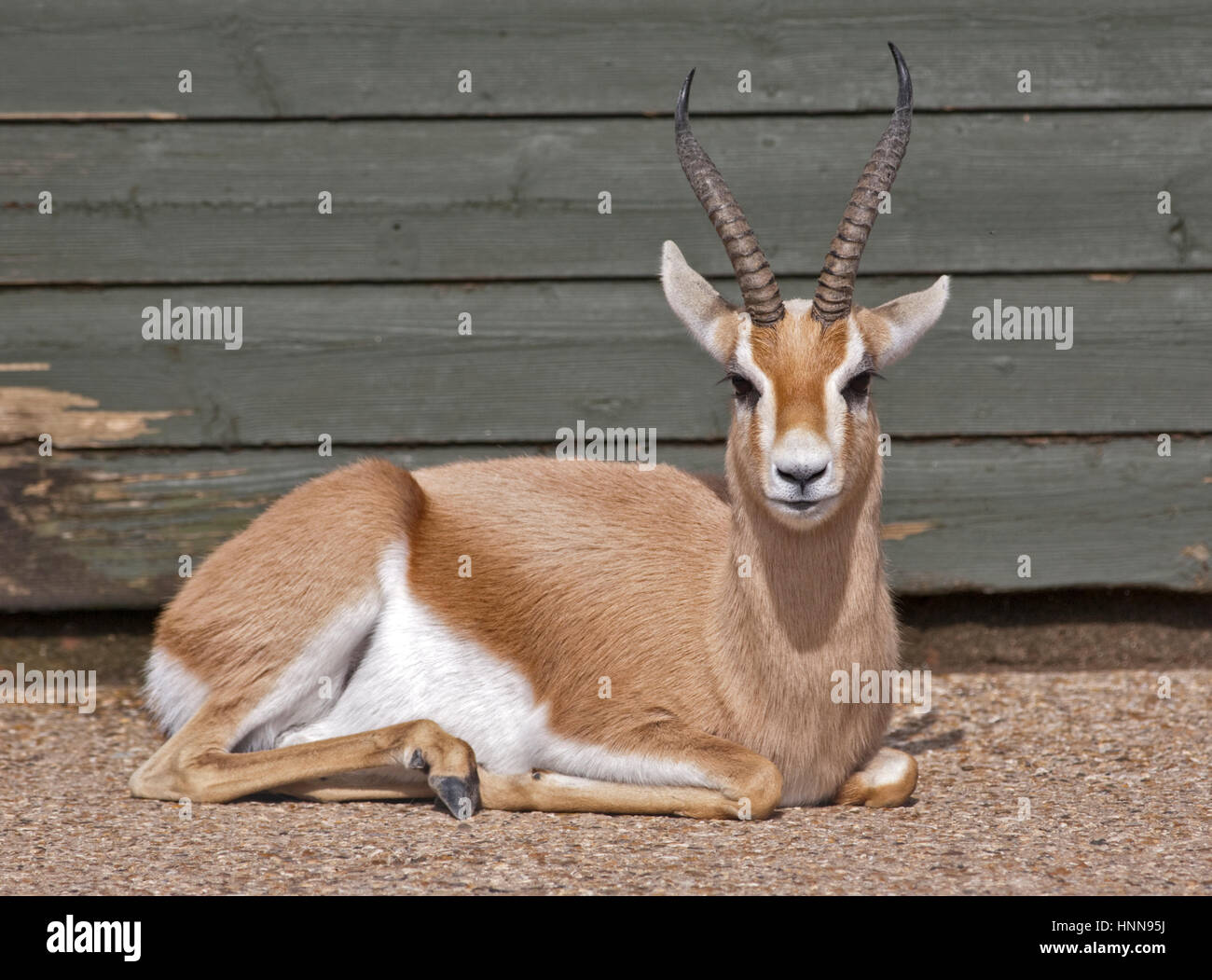 Dorcas Gazelle (Gazella Dorcas) Stockfoto