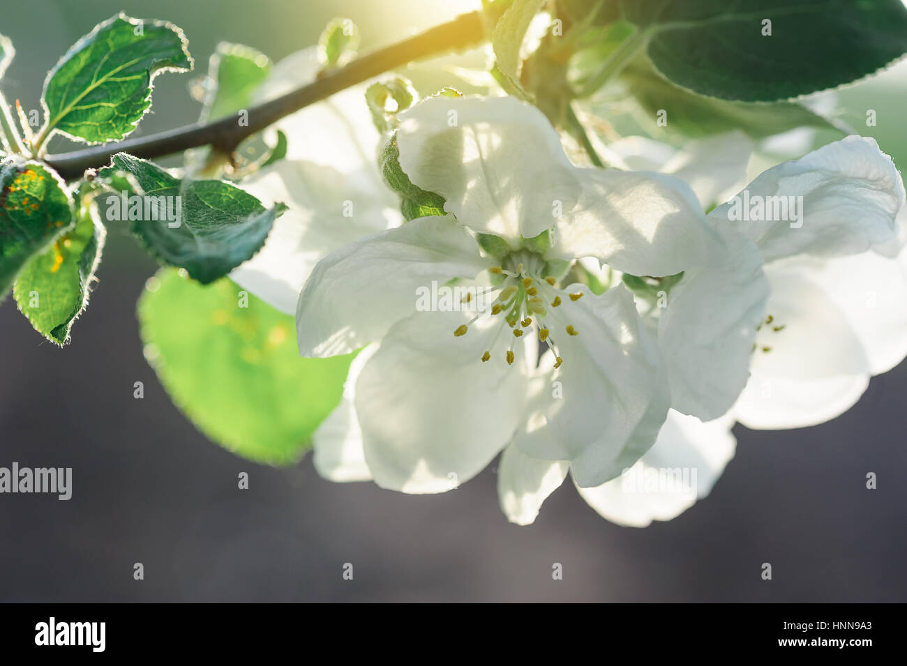 Blühende Apfelbäume in einem Frühlingsgarten Stockfoto