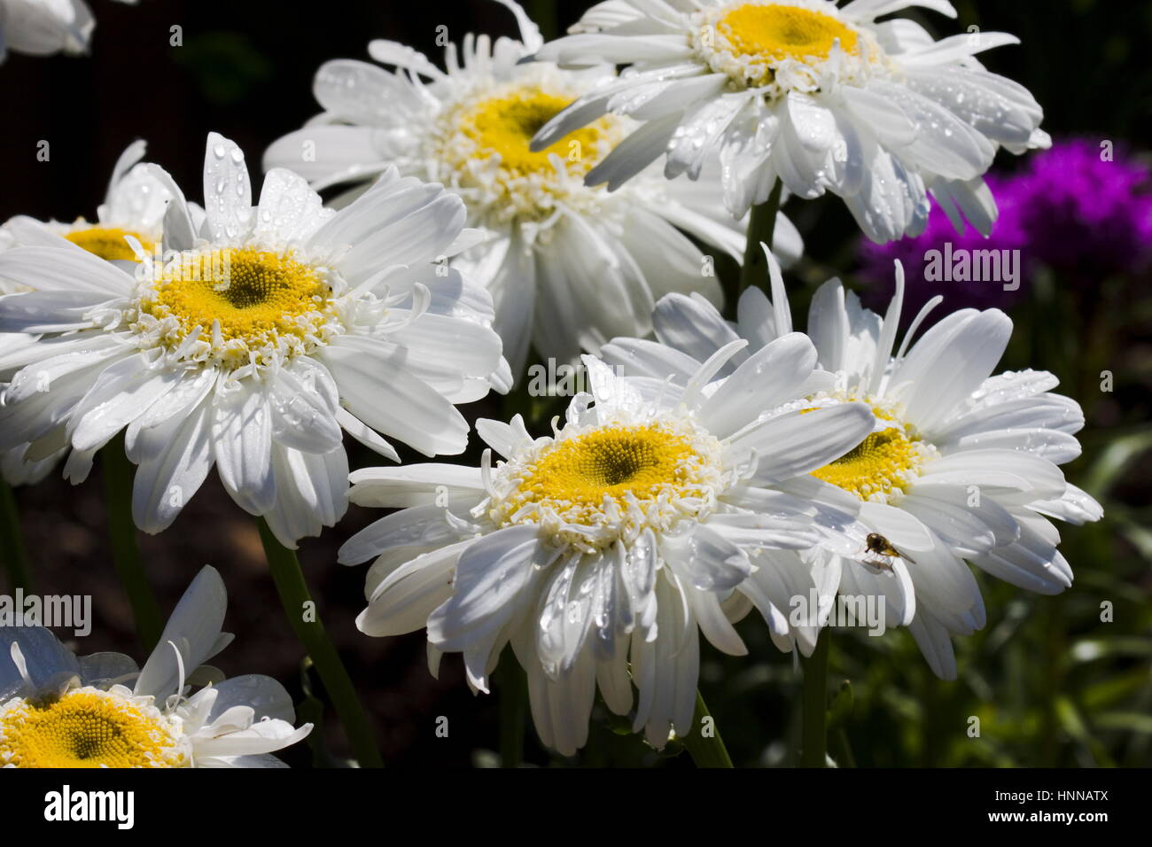 Weiße Margeriten Leucanthemum x Superbum T.E.Killin Stockfoto
