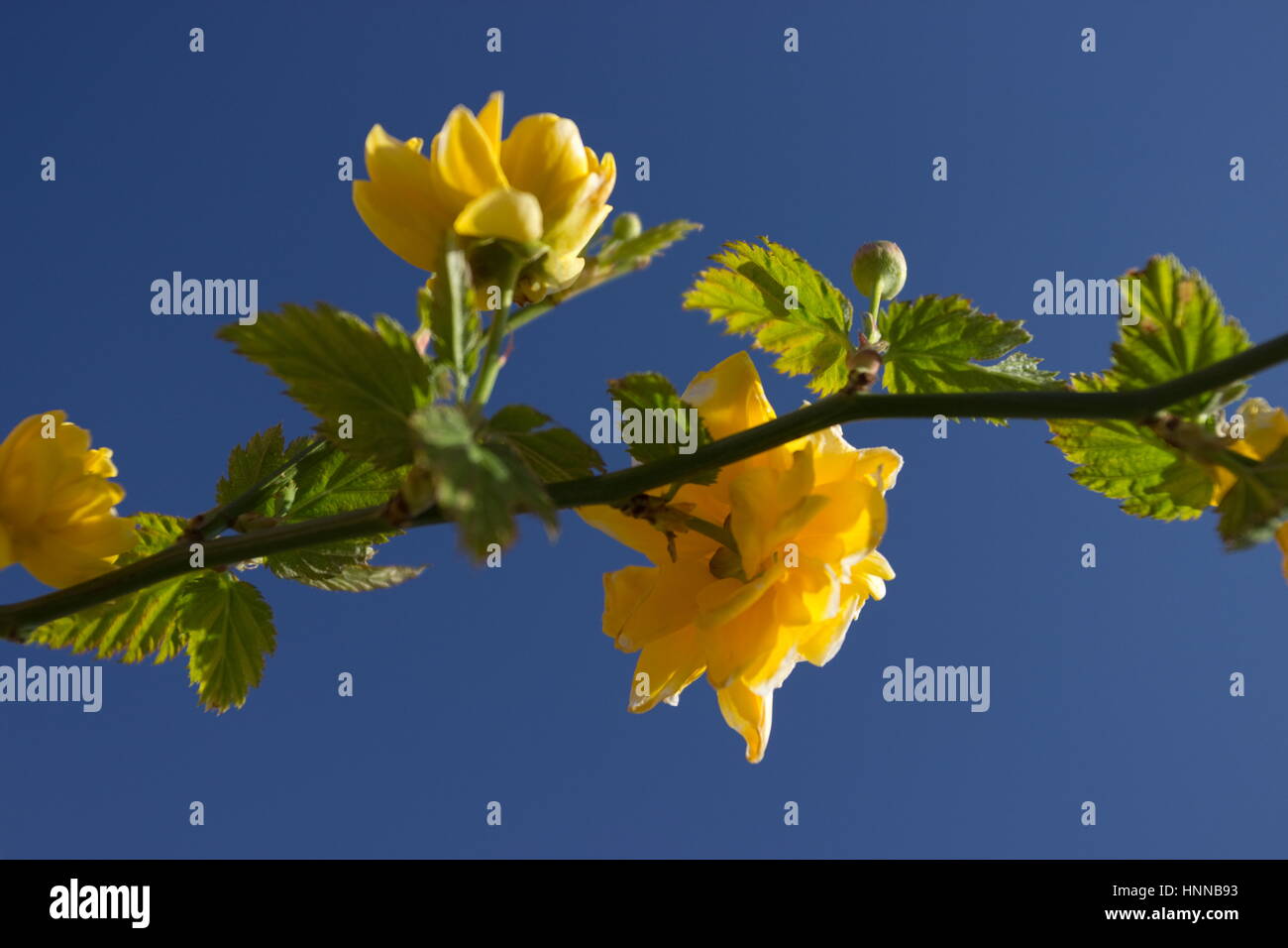 Kerria Japonica Pleniflora in Blüte Stockfoto