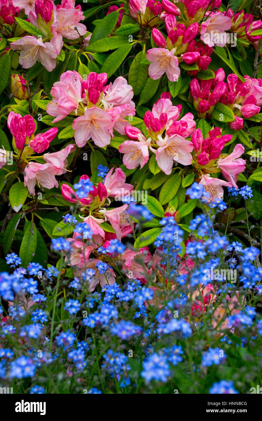 Pink Pearl Rhododendron und Vergissmeinnicht in Blüte Stockfoto