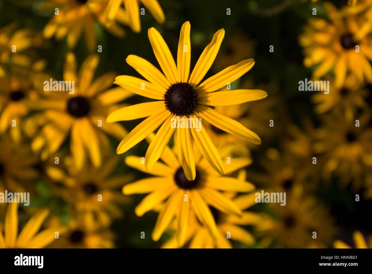 Rudbeckia Dreamii (Sonnenhut) gelbe Blume Stockfoto