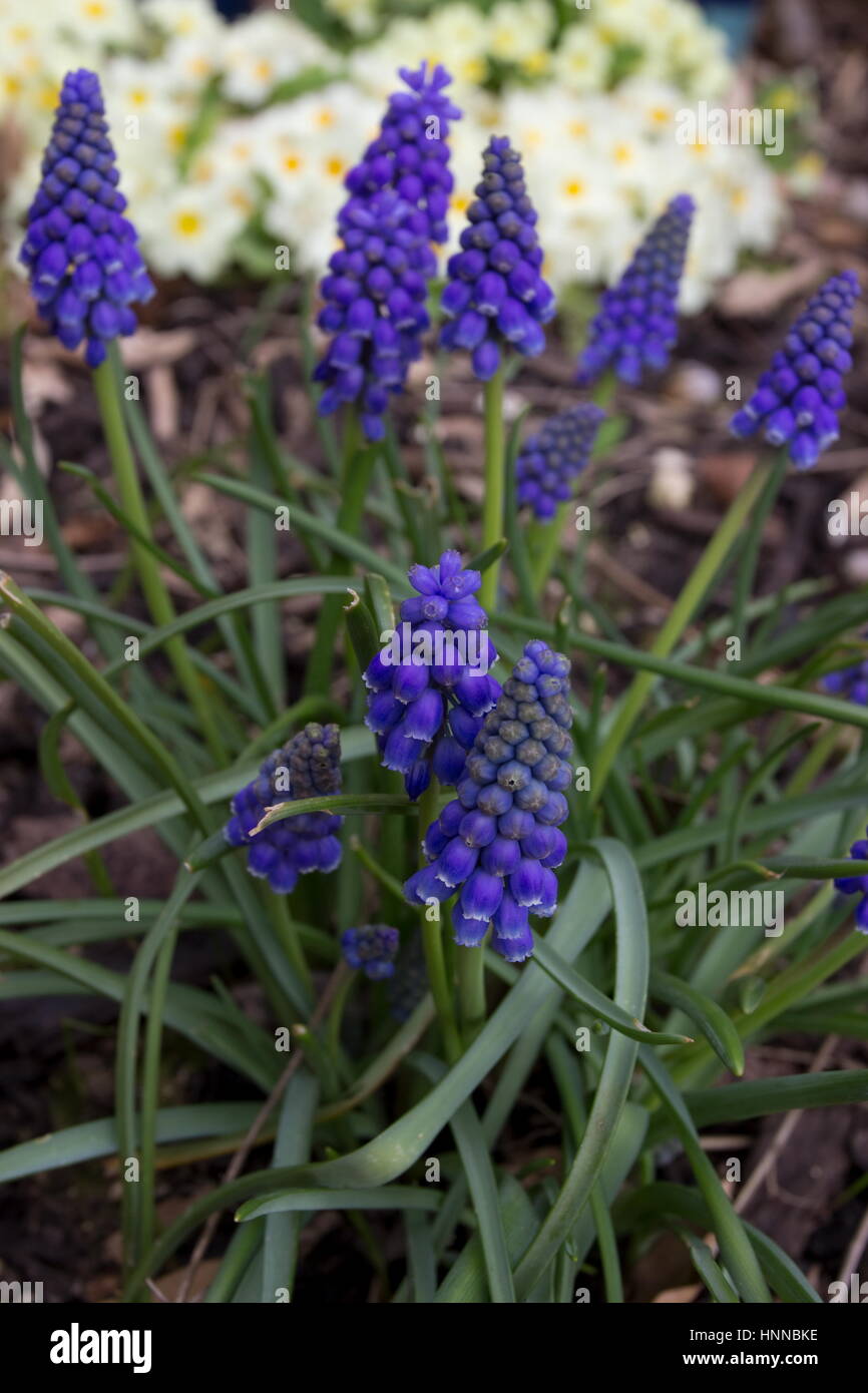 Muscari Armeniacum Trauben Hyazinthe blaue Blume Stockfoto