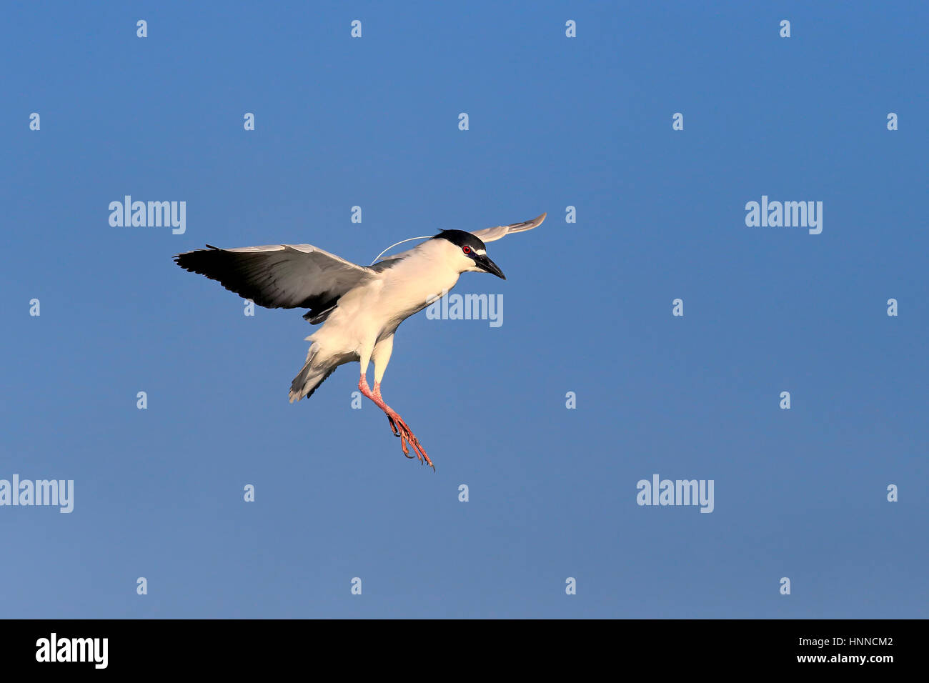 Nachtreiher (Nycticorax Nycticorax), Venedig Rookery, Venice, Florida, USA, Nordamerika, Erwachsenen fliegen in der Zucht Gefieder Stockfoto