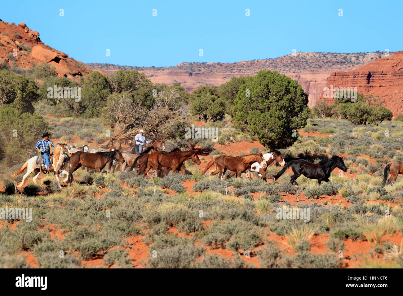 Navajo-Cowboy, Mustang, (Equus Caballus), Monument Valley, Utah, USA, Nordamerika, Cowboy und Mustang Stockfoto