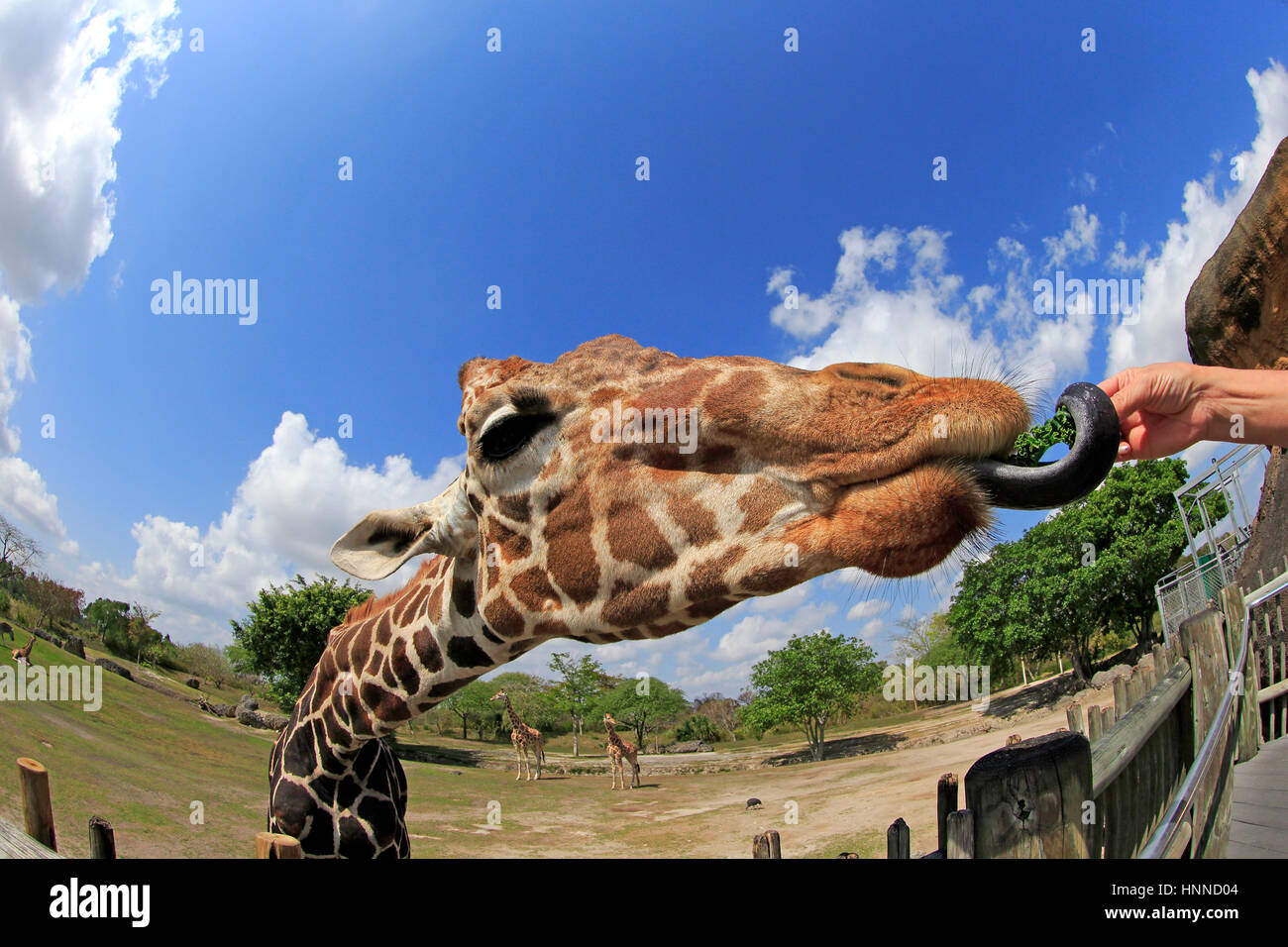 Retikuliert Giraffe (Giraffa Plancius Reticulata), Miami Zoo, Miami, Florida, USA, Nordamerika, Erwachsene Porträt Fütterung Stockfoto