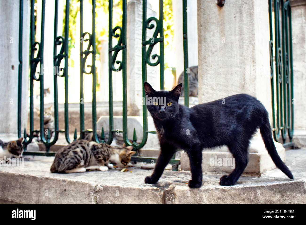Schöne schwarze Katze mit gelben Augen schaut in die Kamera. Tabby / gestreifte streunende ein Essen. Es ist Galata Viertel Beyoglu in Istanbul Stockfoto
