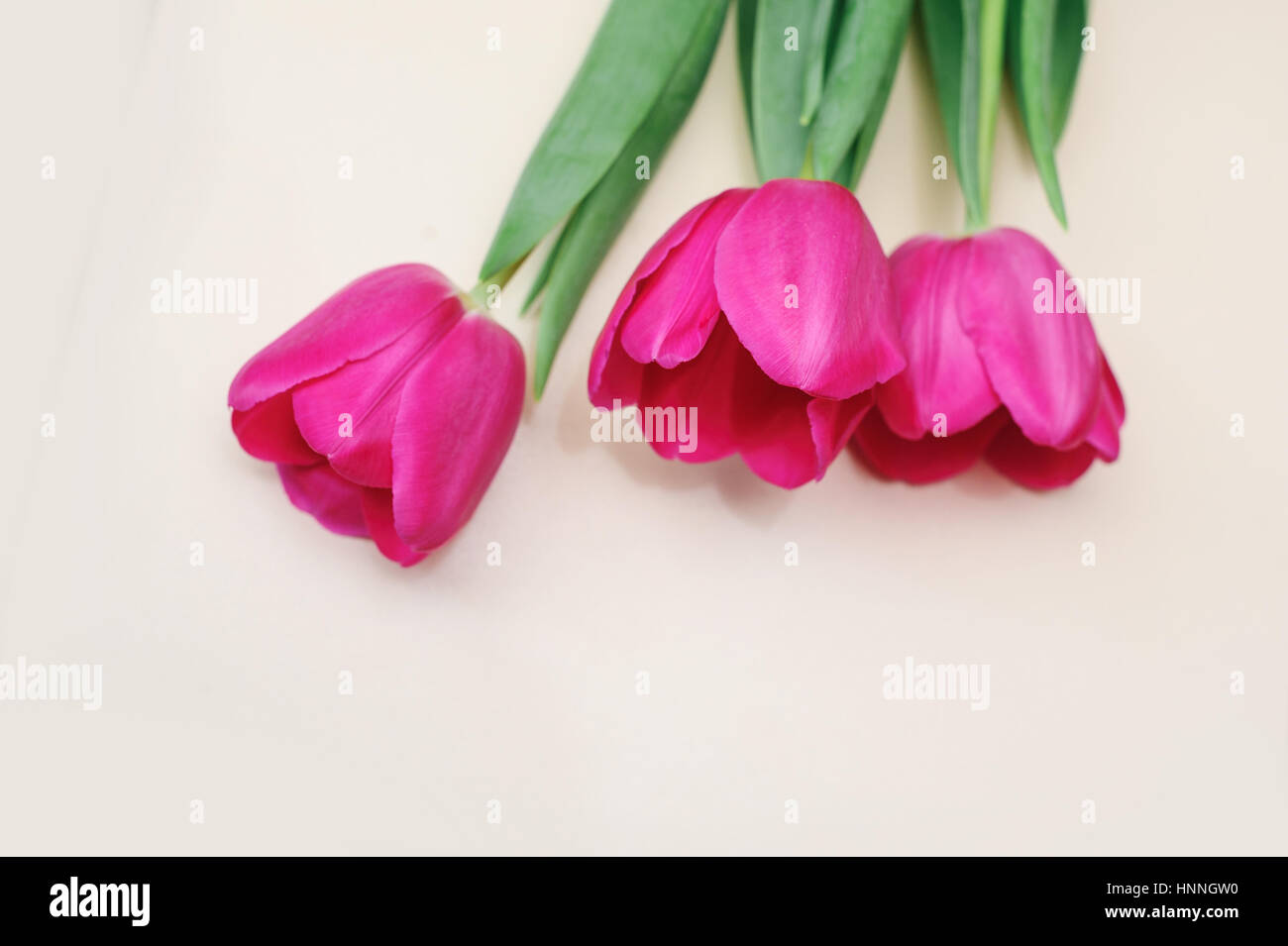 drei rote Tulpen auf hellem Hintergrund Stockfoto