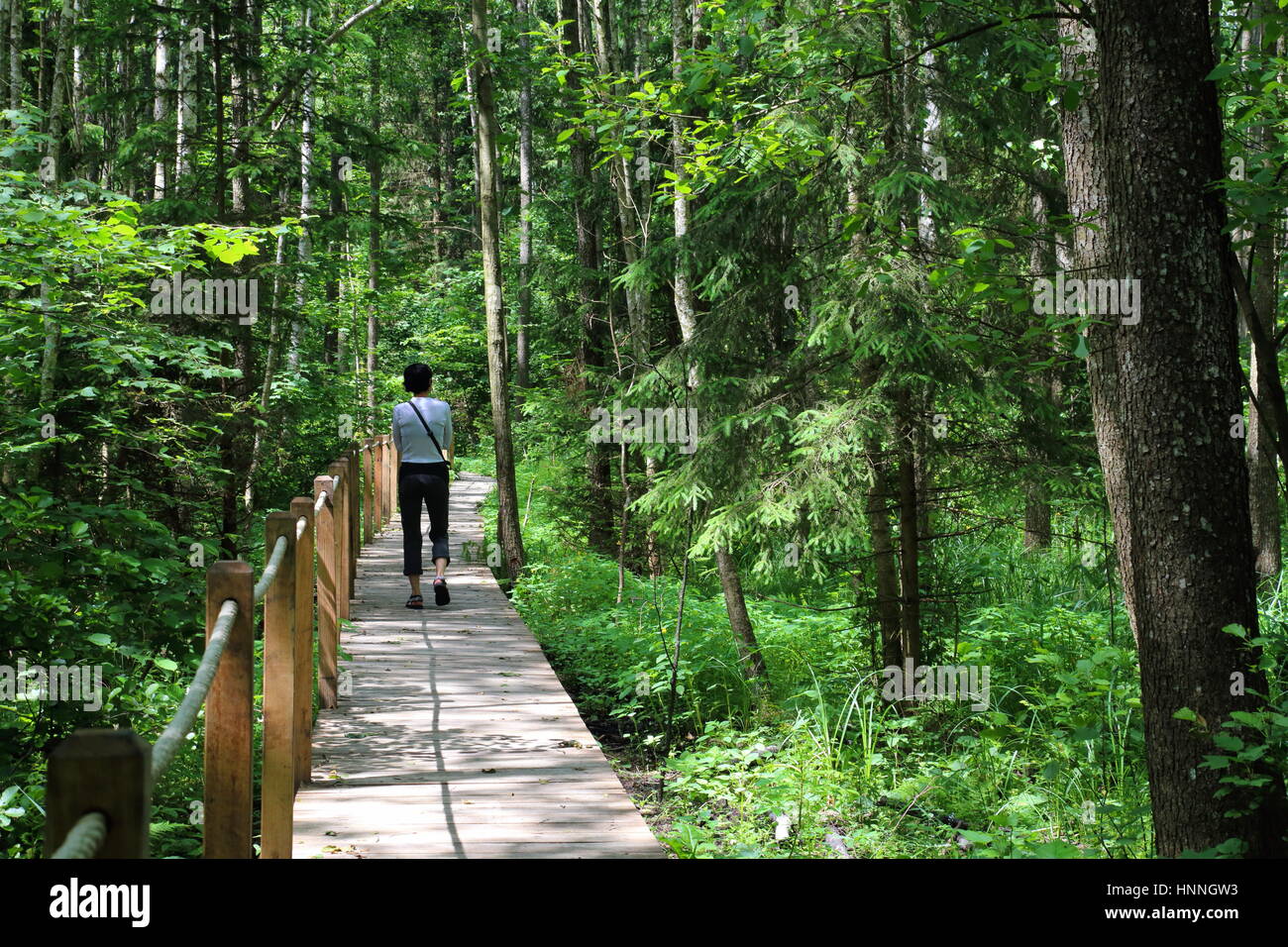 Lehrpfad im Białowieża-Nationalpark, strenge reservieren Stockfoto