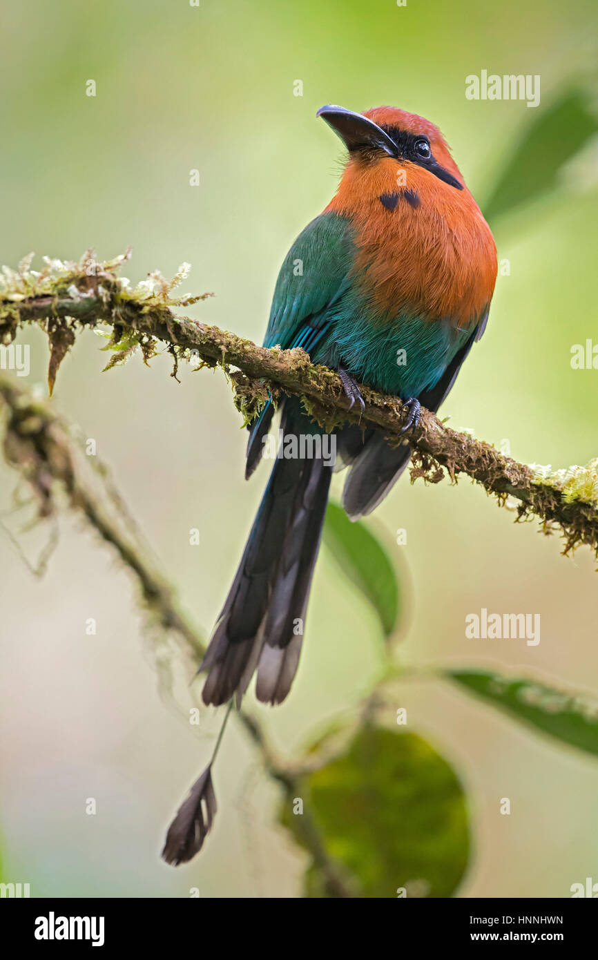Breit-billed Motmot (Electron Platyrhynchum), San Cipriano, Valle del Cauca Stockfoto