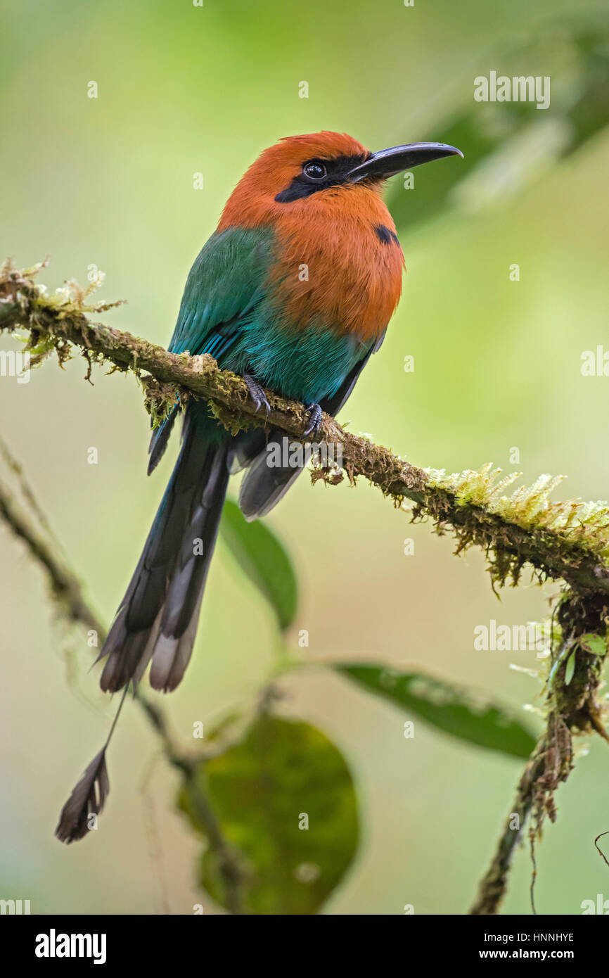 Breit-billed Motmot (Electron Platyrhynchum), San Cipriano, Valle del Cauca Stockfoto