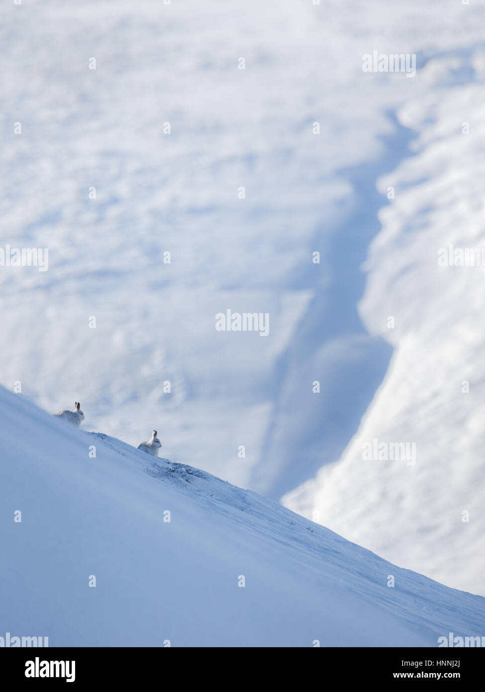 Schottische Schneehasen (Lepus Timidus) unter einer riesigen Schneelandschaft in den Cairngorms National Park, Highlands, Schottland, Großbritannien Stockfoto