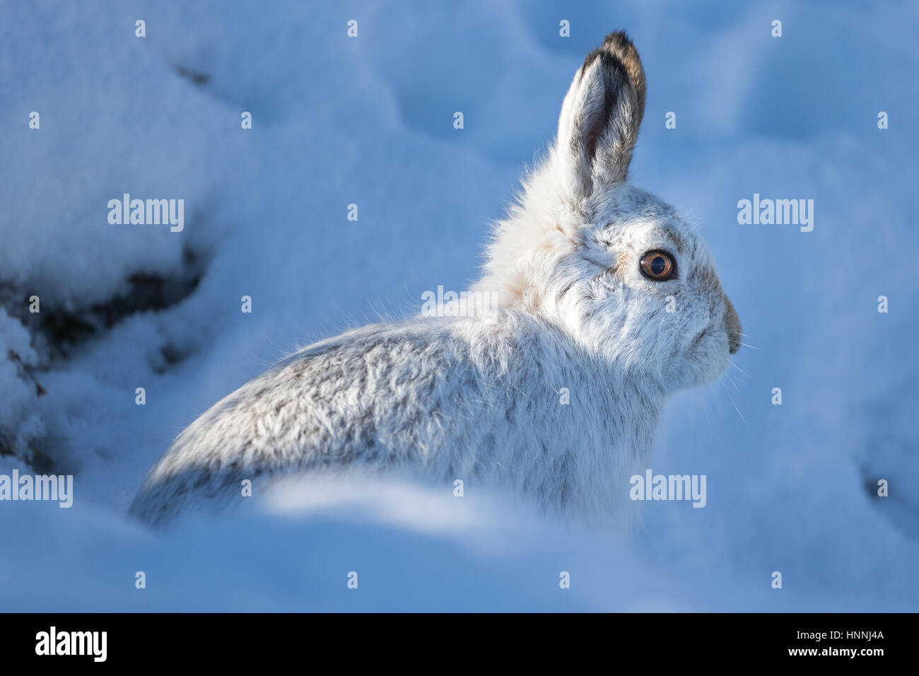 Schottische Schneehase (Lepus Timidus) in einer verschneiten Landschaft im Cairngorms-Nationalpark, Highlands, Schottland, Großbritannien Stockfoto