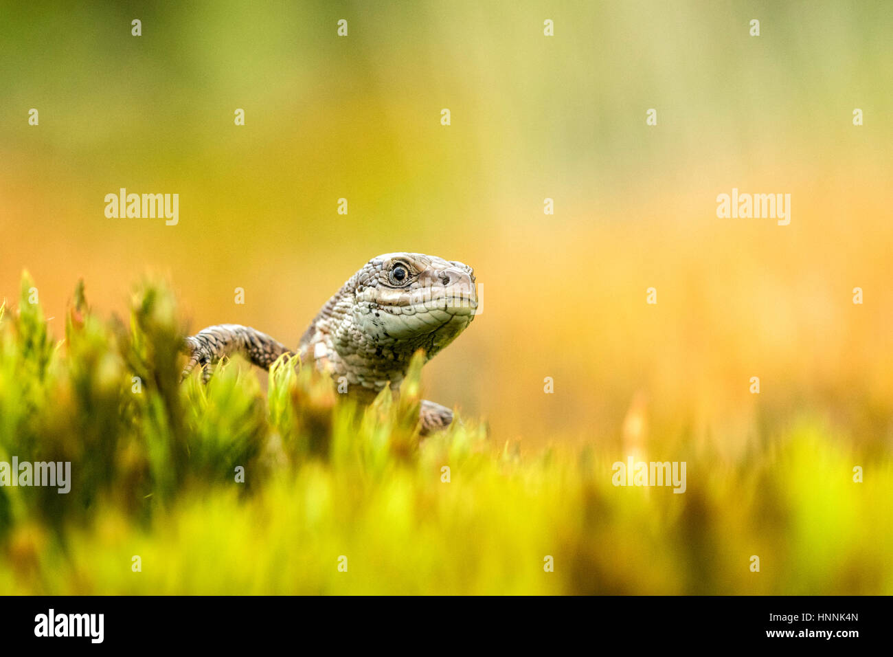 Gemeinen Eidechse (Zootoca Vivipara) Stockfoto